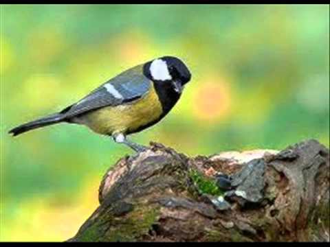 muzica linistitoare de nycola muzica linistitoare de nycola